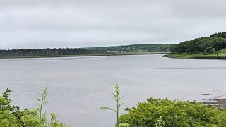 タンチョウヅル