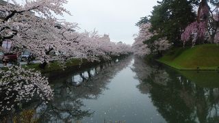 東北桜鑑賞旅行唯一の雨日なのに一見の価値ある桜の数々