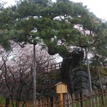 古木名木鶴の松です