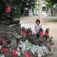 本殿の裏に狐さんがいっぱい。