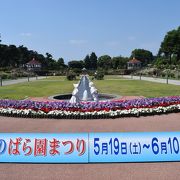 敷島公園バラ園、無料でたくさんのバラが見られます
