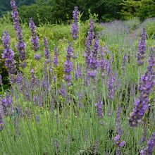 前庭ではラベンダーが咲いていました