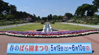 敷島公園バラ園、無料でたくさんのバラが見られます