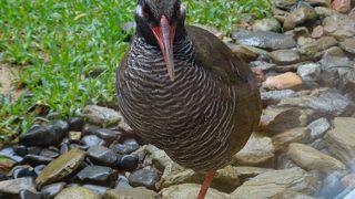 ヤンバルクイナのクー太