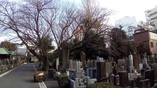 吉祥寺の繁華街に囲まれているのに、広い墓地