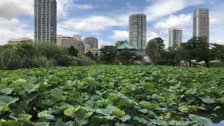 2019年夏 不忍の池 ハスの花は？