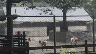 神鹿として大切に