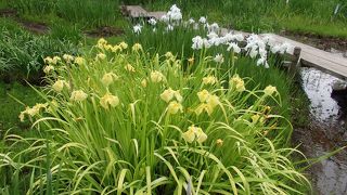 弘前城城址散策で弘前城植物園（有料域）に入りました