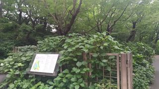 きれいな緑ですね