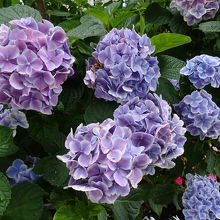 立派な紫陽花が咲いていました