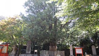 日本最大級の梛