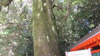 新宮市の天然記念物