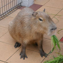 カピバラ