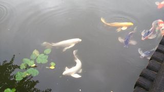 ヒレナガニシキゴイ