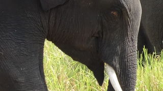 ミンネリア国立公園 エレファントサファリ