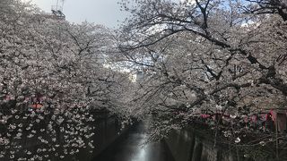 桜最盛期は中目黒駅は混雑