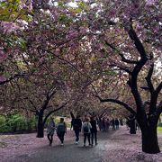 桜並木や日本庭園もあるお散歩スポット