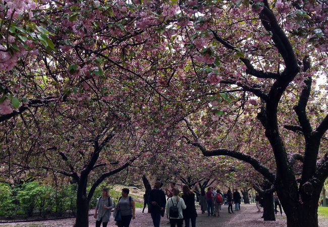 桜並木や日本庭園もあるお散歩スポット