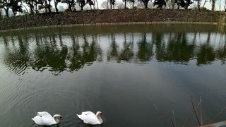 きれいな白鳥が泳いでいるのを見られます