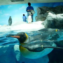 キングペンギンの眼って、白眼の部分も暗い色なのね。