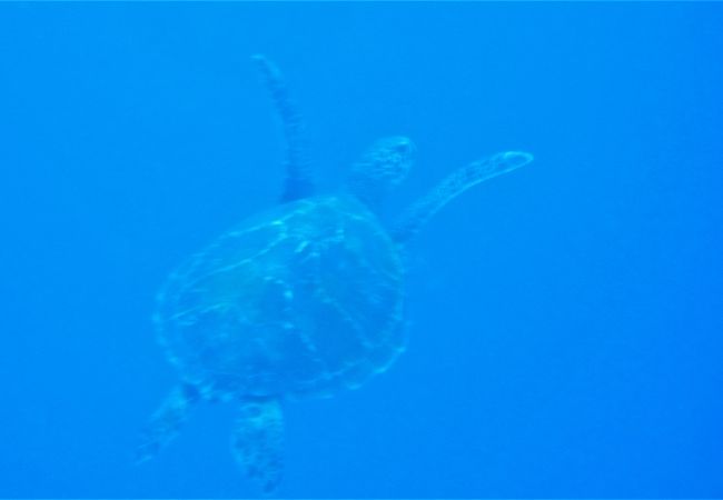 シュノーケリングだけでも大満足