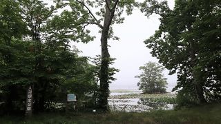 大沼よりもワイルドな散策路