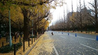 銀杏のカーペット