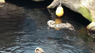 リスボン海洋水族館