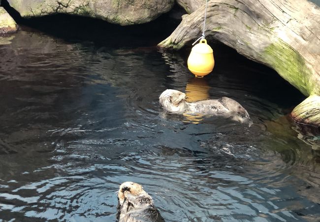 ポルトガルのテーマパーク 動物園 水族館 植物園 クチコミ人気ランキング フォートラベル