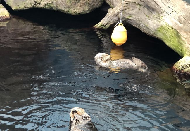 リスボン海洋水族館