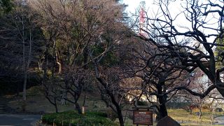 背後には、東京タワーもきれいに見え、超おすすめの場所