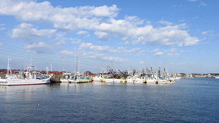 ワシカモメが見られました。