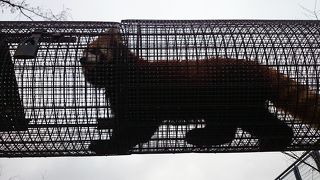 日本で二番目に古い動物園