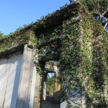 ツタもからんで