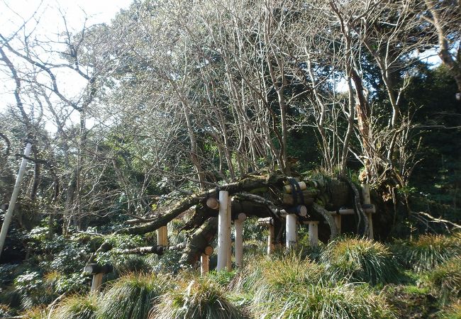 樹齢800年のオオシマシマザクラ