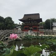 蓮の花がきれいな伊賀八幡宮