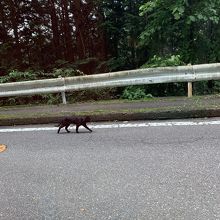 帰りにも黙々と歩く黒猫に会う