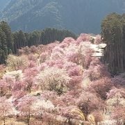 絶景です