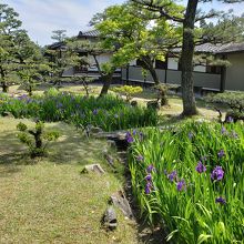 カキツバタが咲いてました