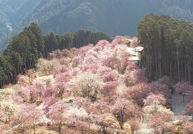 高見の郷 クチコミ アクセス 営業時間 川上 東吉野 フォートラベル