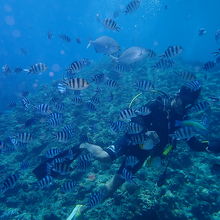 まるで水族館の中で泳いでいるようです。