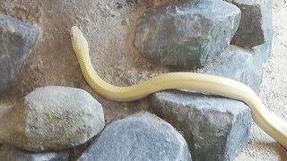 白蛇のことがよくわかります