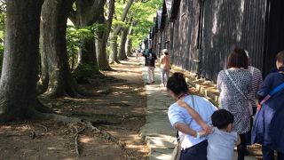 ケヤキ並木と倉庫のコントラストは見事です。