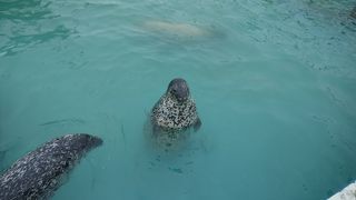 ゴマフアザラシに餌やりが出来ます