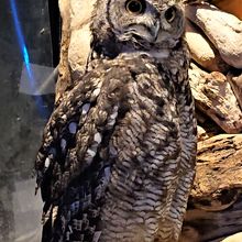 受付にいた大きなフクロウ。