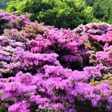 紫紅色の花