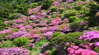 ミヤマキリシマ、ピンクのパッチワーク(５月）