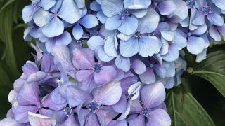 紫陽花といえば白山神社