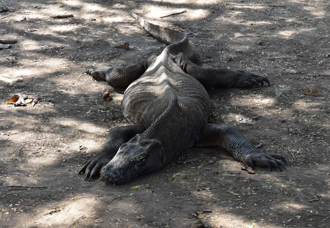 コモド国立公園 クチコミ アクセス 営業時間 その他の都市 フォートラベル コモド国立公園 クチコミ アクセス 営業時間 その他の都市 フォートラベル