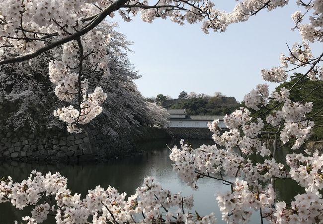 彦根城桜まつり クチコミ アクセス 営業時間 彦根 フォートラベル